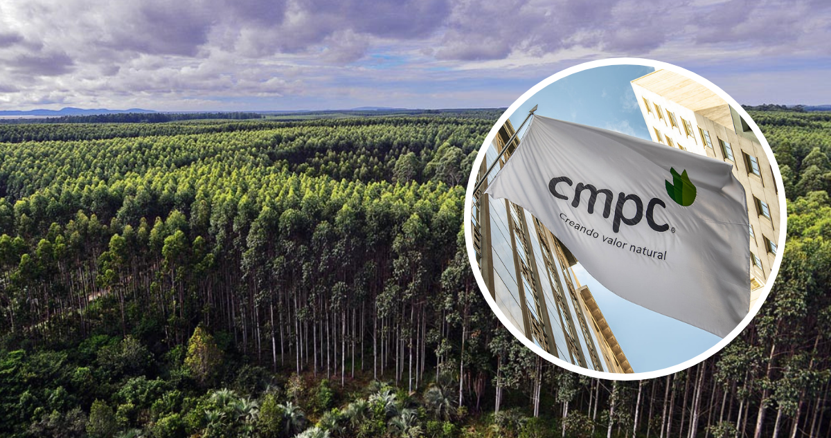CMPC vende el 5% de sus bosques a JP Morgan Natural Capital por US$365 millones y le comprará madera