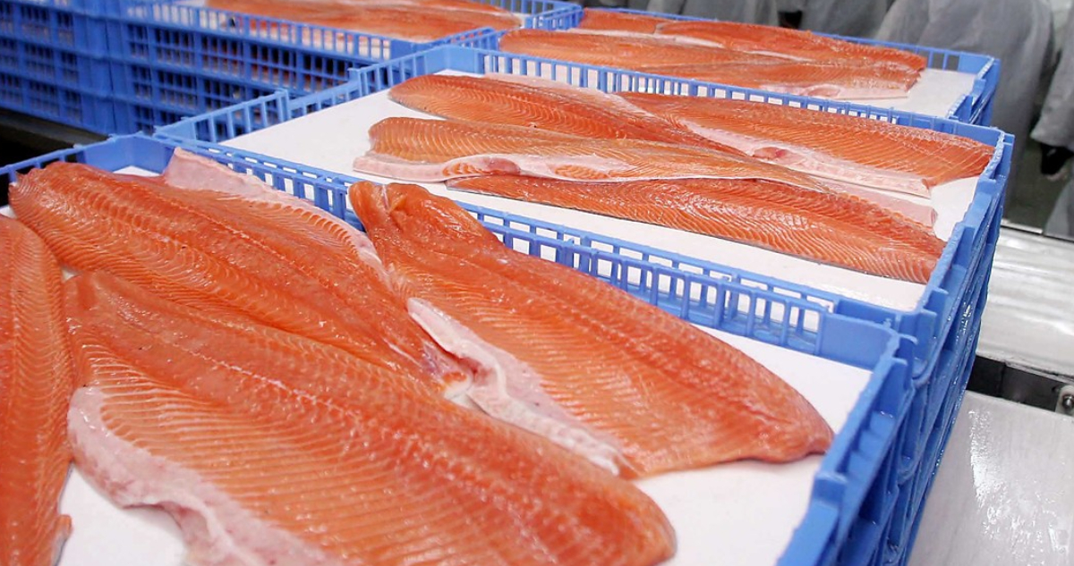 Brasil apunta a cobrar fuerte IVA al salmón y levanta alertas en la industria chilena
