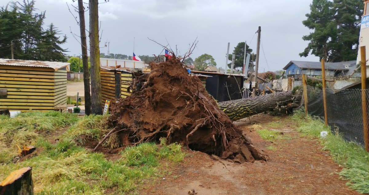 Caída de árbol sobre vivienda en Algarrobo