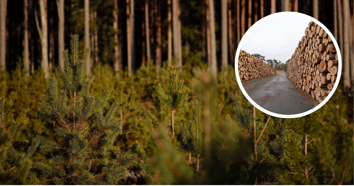 Plantación forestal y madera.