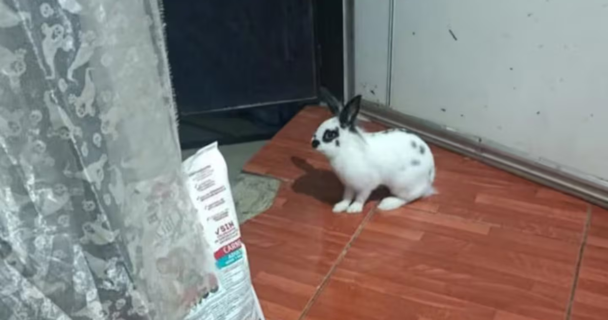 Conejo