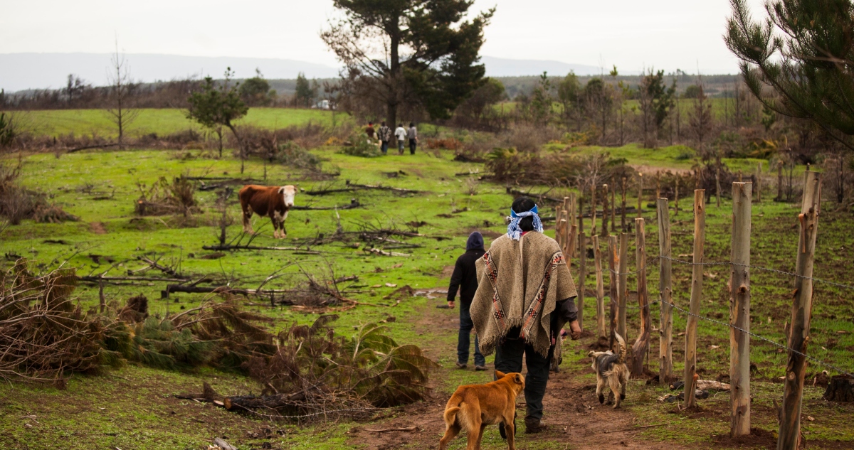 Consejeros mapuche advierten recorte de $20 mil millones de fondo de tierras de Conadi