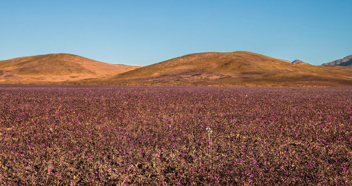 Se viene un peak en octubre: las flores que pintarán de color el Desierto Florido este 2026