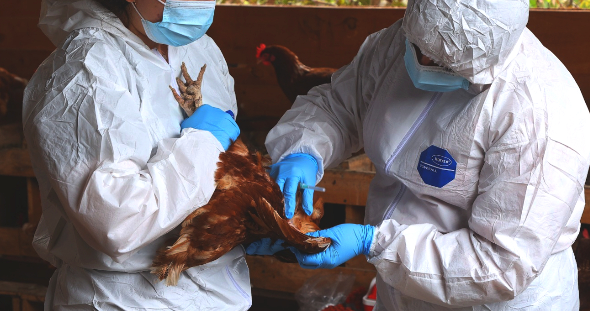 El Niño golpea al agro: SAG eleva alerta ante migración de aves e influenza aviar detectada en Perú
