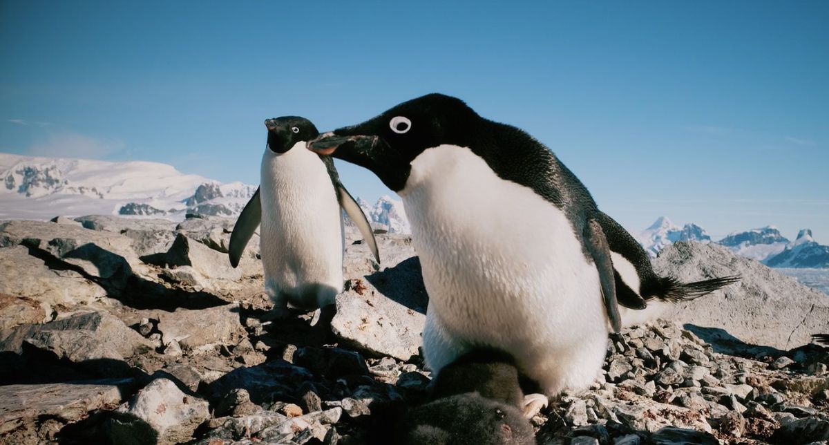 Pingüinos aceleran calentamiento global por su excremento: Emite metano “extraordinariamente intenso”