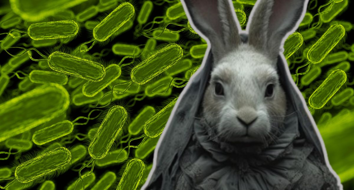 La “fiebre del conejo”, un arma biológica potencial que se propaga en EE.UU debido al cambio climático