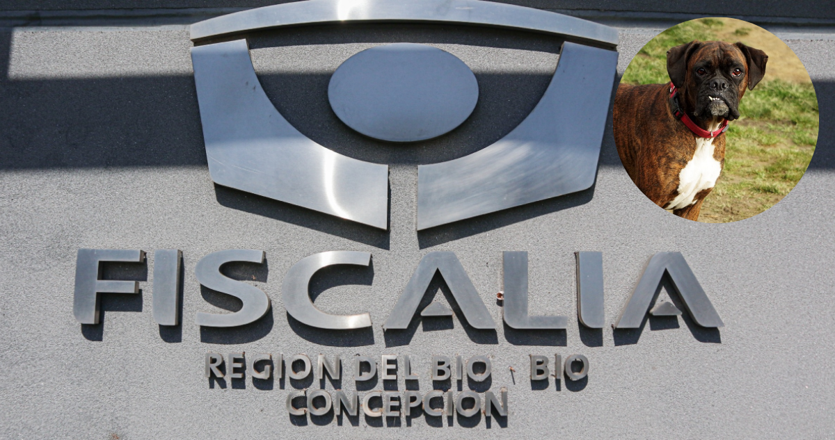 Fiscalía decide no continuar causa contra acusado por desnutrición de su perro: can tenía cáncer