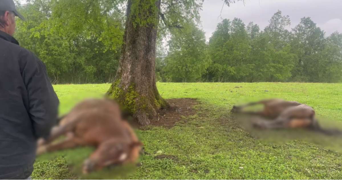 Rayo mata a yegua preñada y a un potrillo en Cunco en medio de fuerte sistema frontal