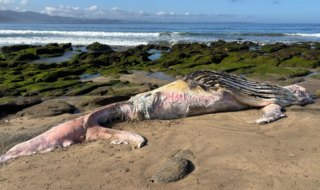 Cría de ballena jorobada de unos 9 metros aparece muerta en playa de Cachagua en Zapallar