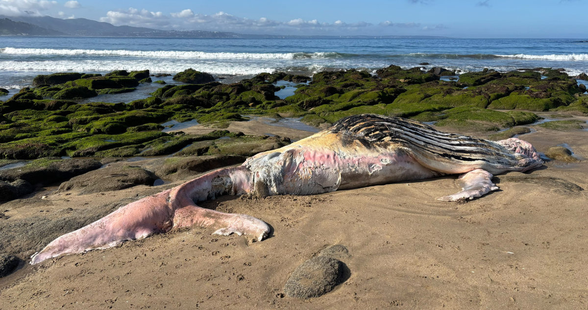Cría de ballena jorobada de unos 9 metros aparece muerta en playa de Cachagua en Zapallar