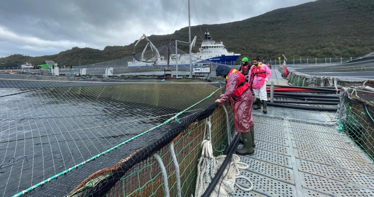 Sernapesca detecta segundo caso de anemia infecciosa del salmón en centro de cultivo en Aysén