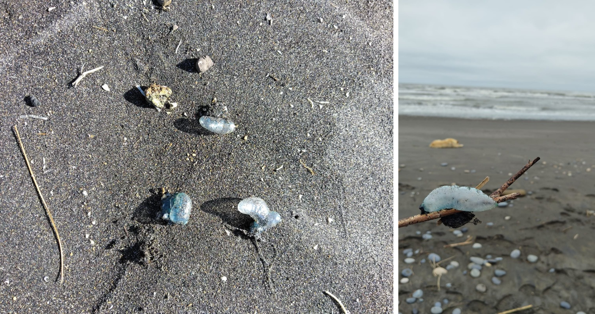 Prohíben baño y actividades en playa Maule de Puerto Saavedra por presencia de fragata portuguesa