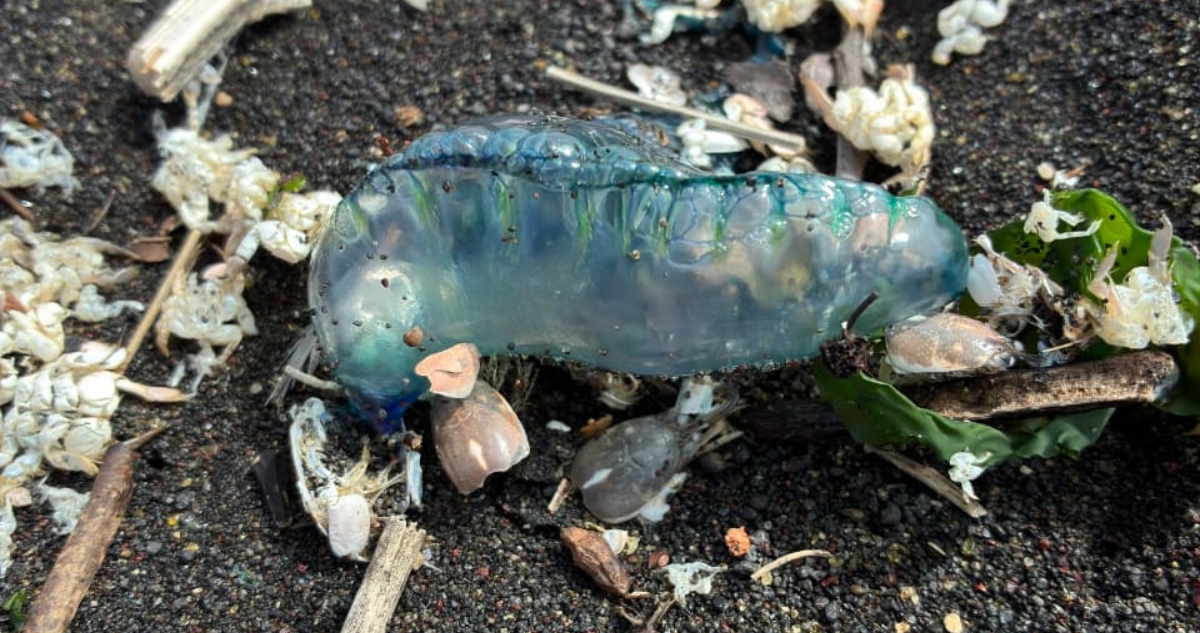Fragata portuguesa en Playa Maule de Coronel