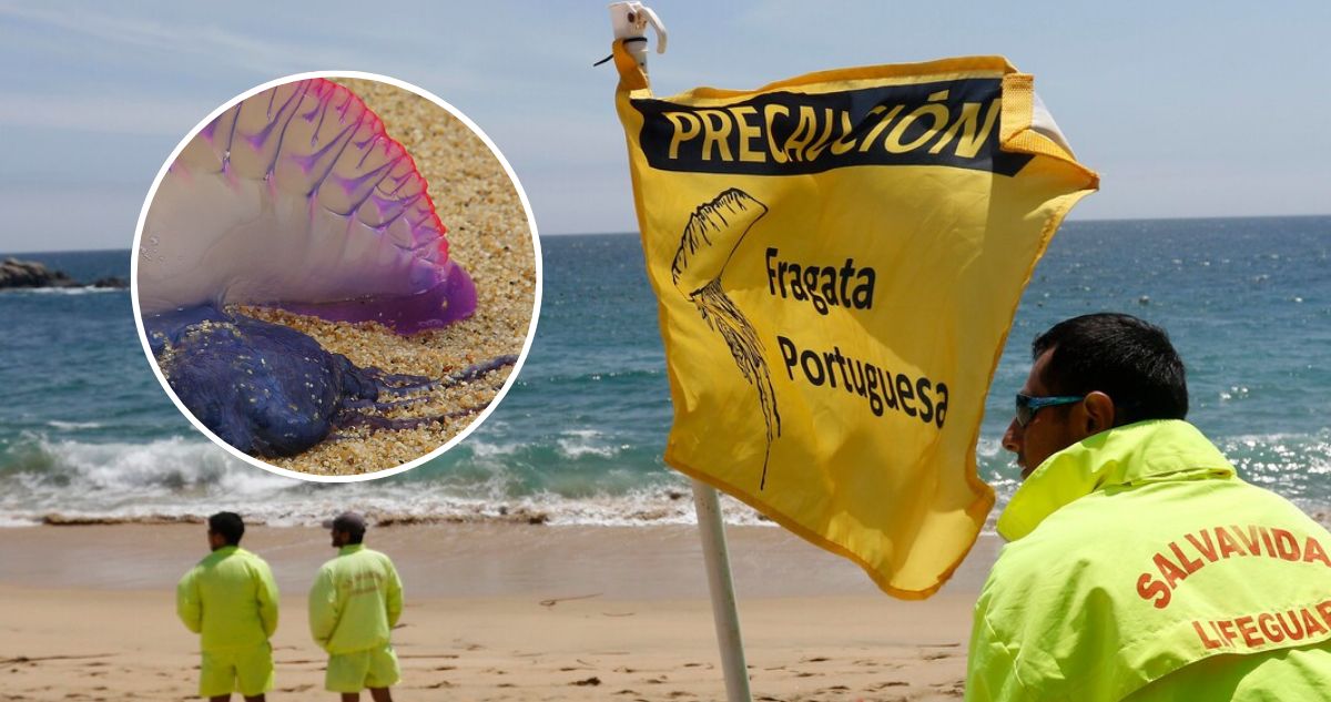 Cierran 2 playas en región de Valparaíso por fragata portuguesa: ¿Qué hacer ante una picadura?