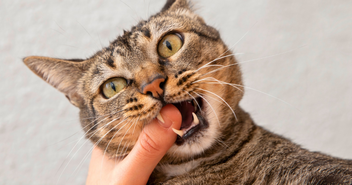 No debes jugar a las mordidas con tu gato