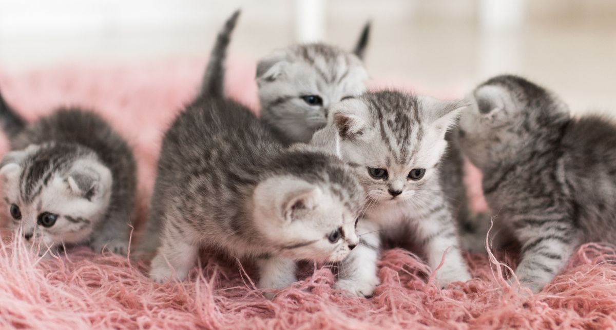 Paradoja felina: Países con más gatos son muy felices, pero solo si no tienen un peligroso parásito