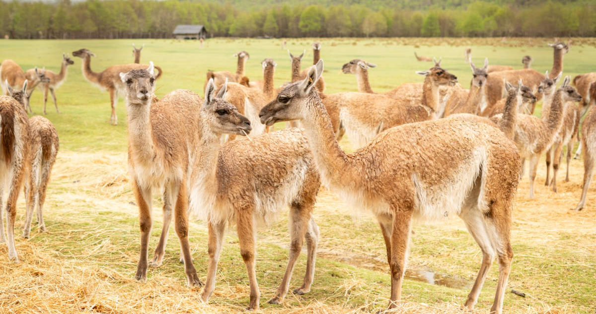 Parte cuenta regresiva para regreso del guanaco a cordillera de La Araucanía tras 100 años de ausencia