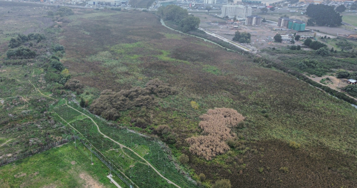 Vecinos de humedal Paicaví van a Tribunal Ambiental para revertir aprobación de proyecto inmobiliario