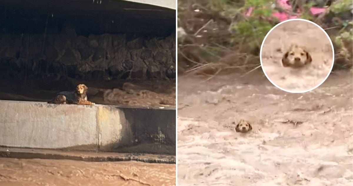 https://media.biobiochile.cl/wp-content/uploads/2026/10/intento-de-rescate-de-perro-atrapado-en-el-rio-mapocho-termina-con-el-can-arrastrado-por-el-caudal.jpg
