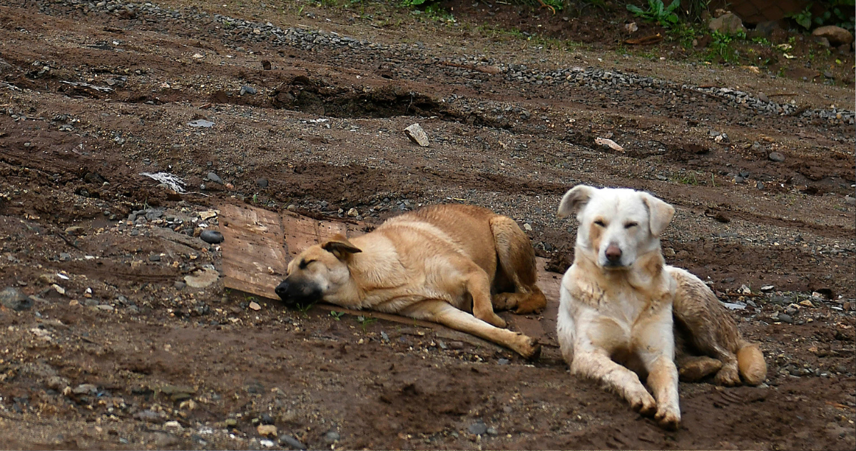 https://media.biobiochile.cl/wp-content/uploads/2026/10/jauria-de-perros-ataco-a-dos-ninos-de-9-y-10-anos-en-coliumo-adulto-mayor-niega-ser-el-dueno.png