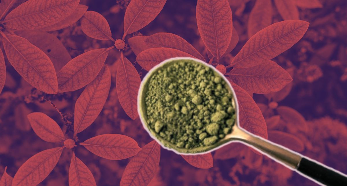 Kratom, la “heroína de las gasolineras”: Droga que causa alarma en EE.UU y que se detectó en Chile