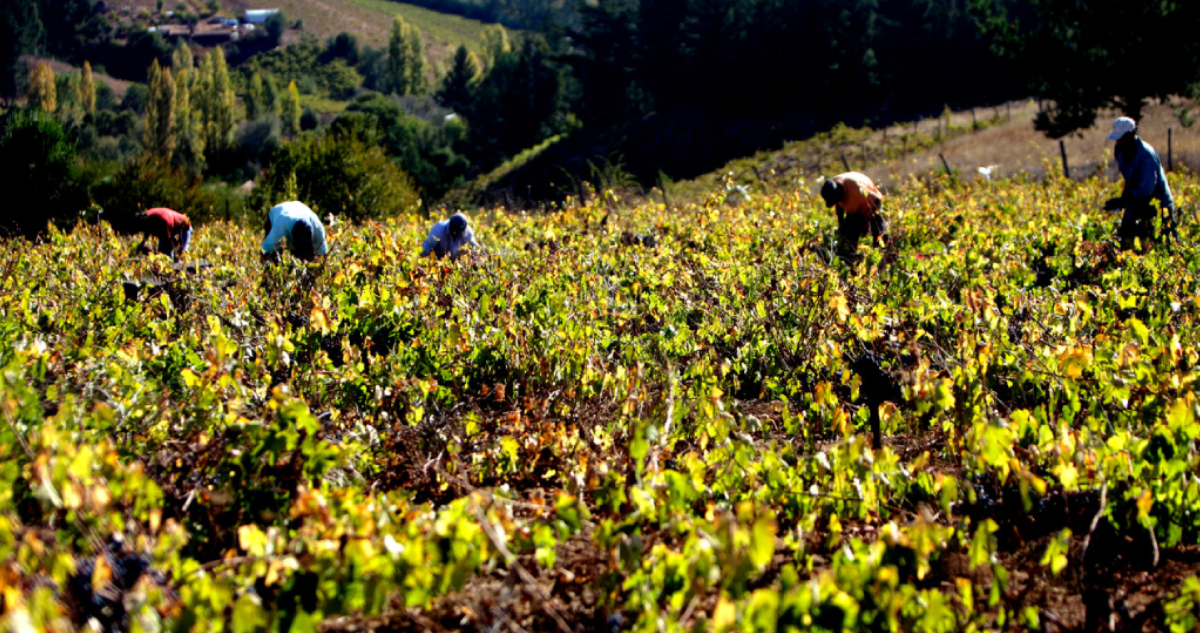 Crisis global del vino resuena en Chile: más de 20 mil hectáreas de viñedos se han perdido desde 2019