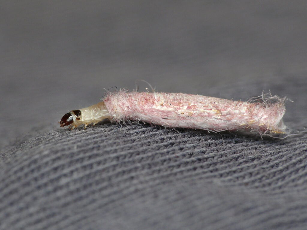 Estás matando al bicho equivocado: cómo identificar a las polillas que sí se comen tu ropa