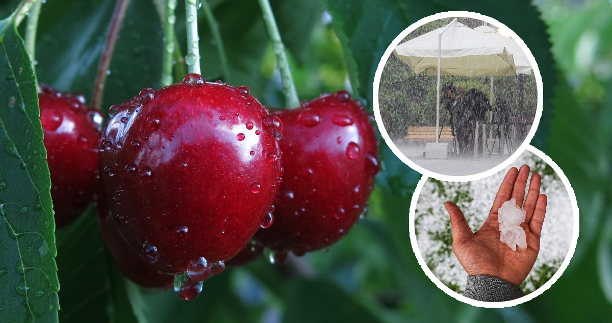 Las cerezas después del granizo: el agro reconoce que monitorea la situación