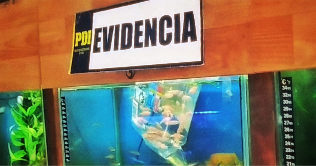 Los vendían hasta en $7 mil: incautan 151 peces fluorescentes en tienda de mascotas de Quilpué