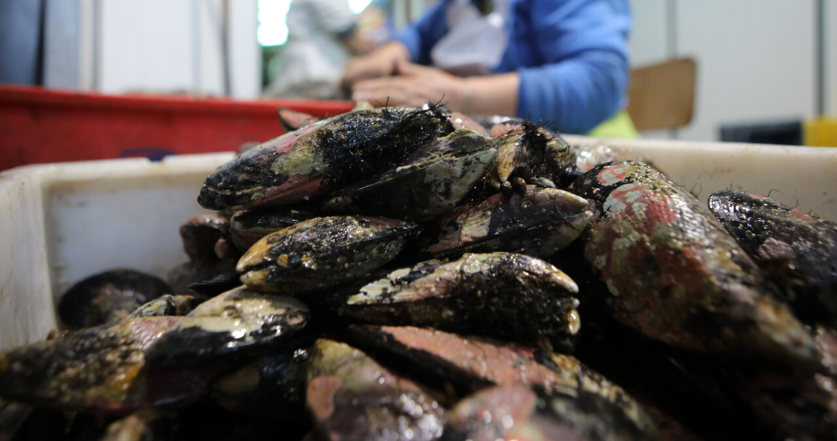 Alerta por marea roja en Chiloé: Sernapesca descarta cosechas recientes y Armada refuerza vigilancia