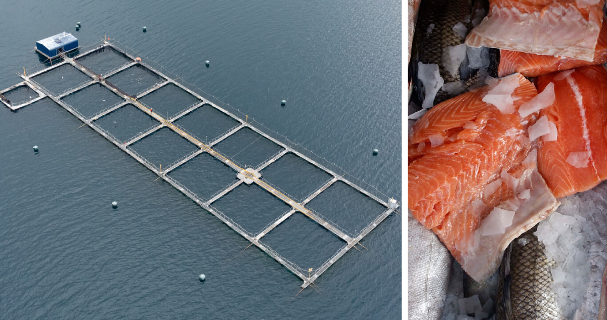 Más de 120 chefs de todo el mundo rechazan ofrecer salmón de criadero e industria chilena responde