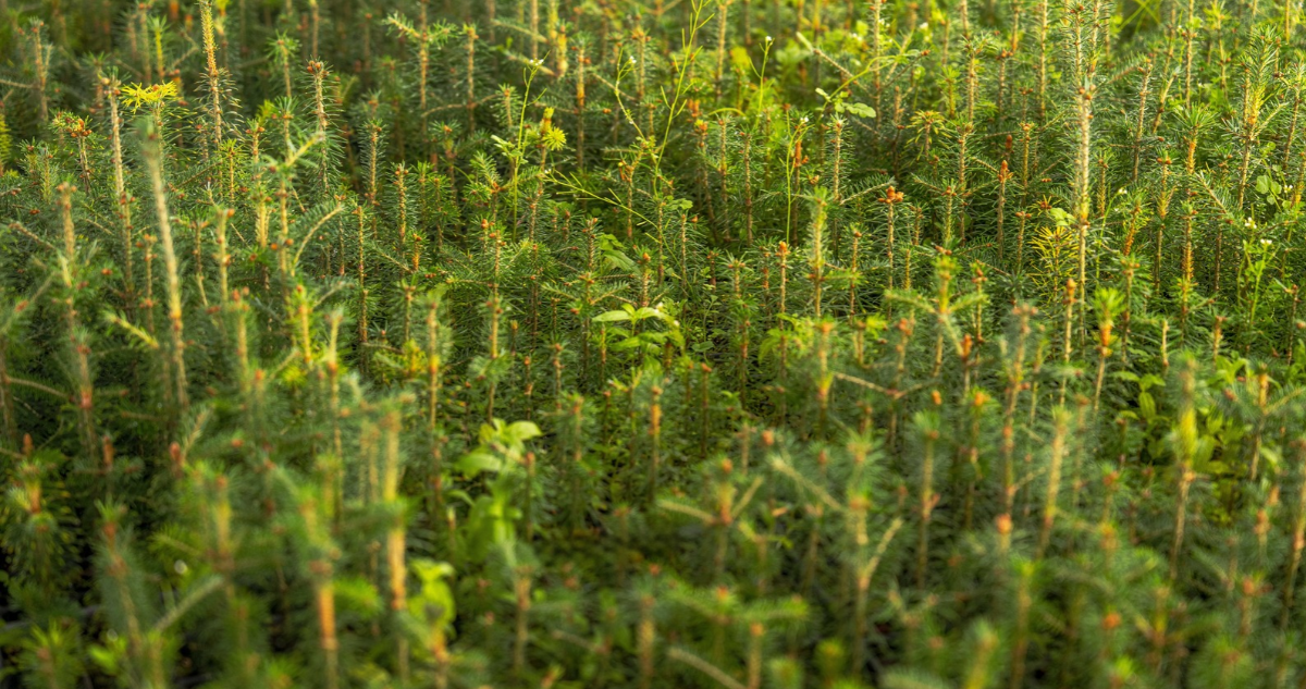 Plantación forestal