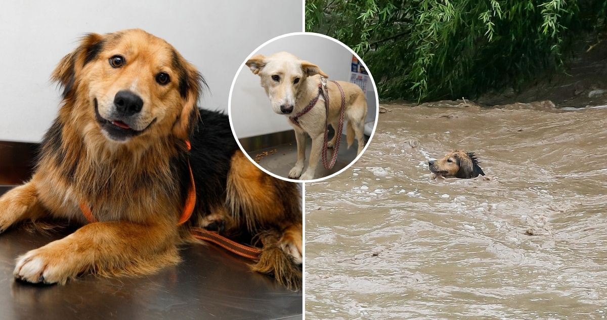 Morocho busca hogar tras rescate en el río Mapocho: su amiga Lulú también aguarda por una familia