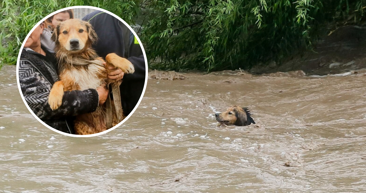 Perro morocho en el río Mapocho
