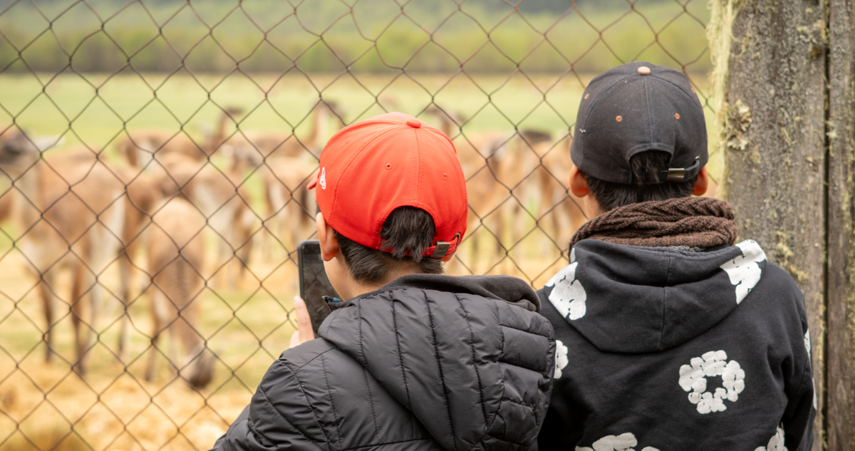 https://media.biobiochile.cl/wp-content/uploads/2026/10/nino-guanacos.png