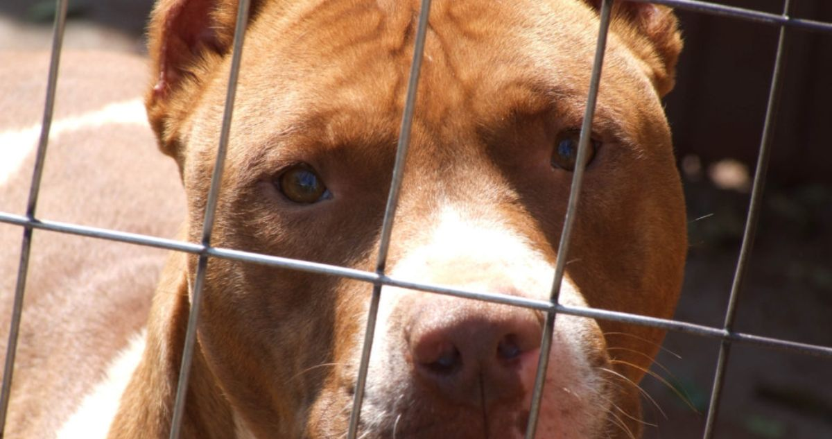 Tercer ataque de los mismo canes: perros pitbull muerden y hieren a mujer afuera de su casa en Tomé