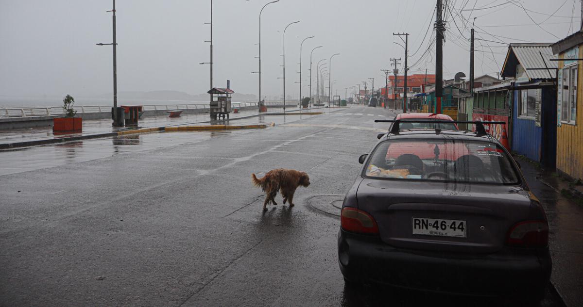 Investigan macabro hallazgo de perros muertos con signos de envenenamiento en Caleta Lenga de Hualpén
