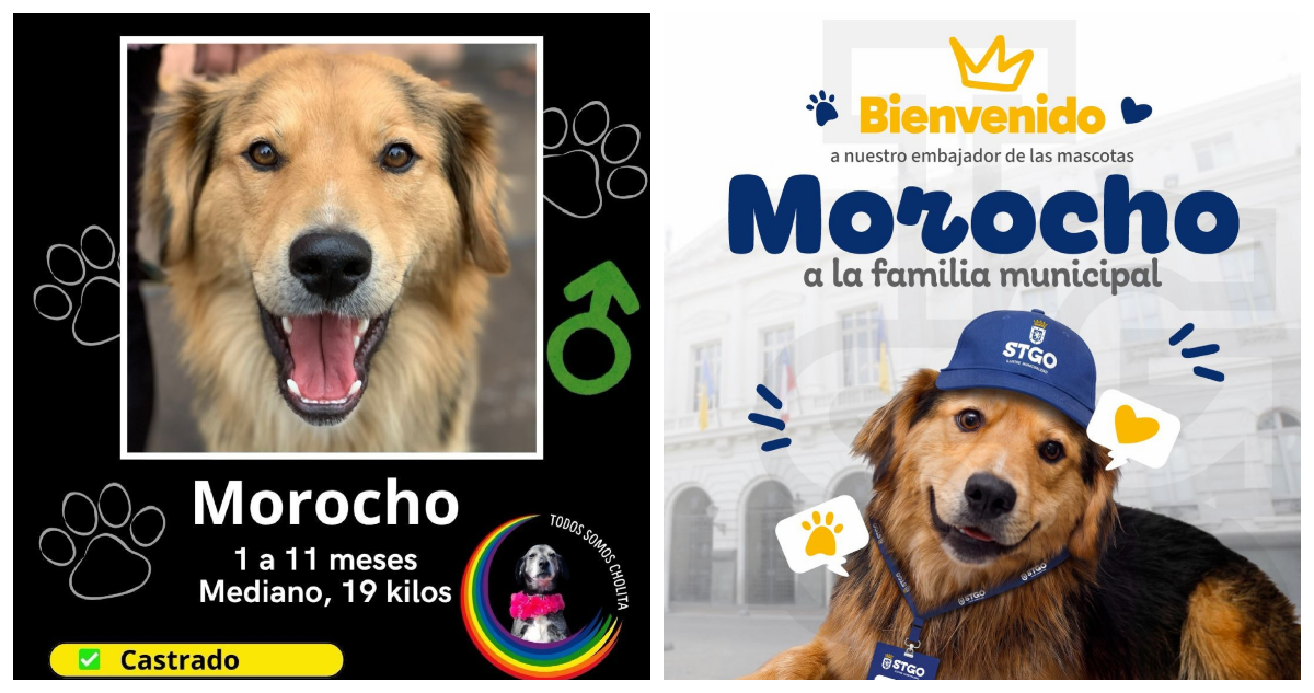 Polémica por Morocho: Desbordes anuncia adopción del can y agrupación asegura ya le tienen familia