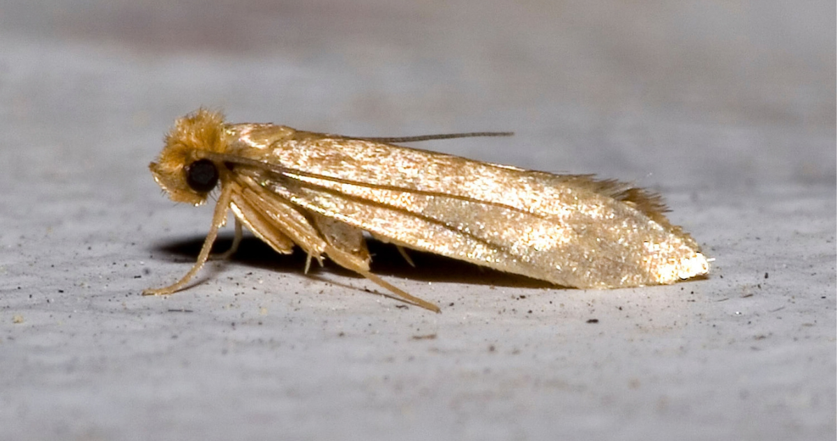Estás matando al bicho equivocado: cómo identificar a las polillas que sí se comen tu ropa