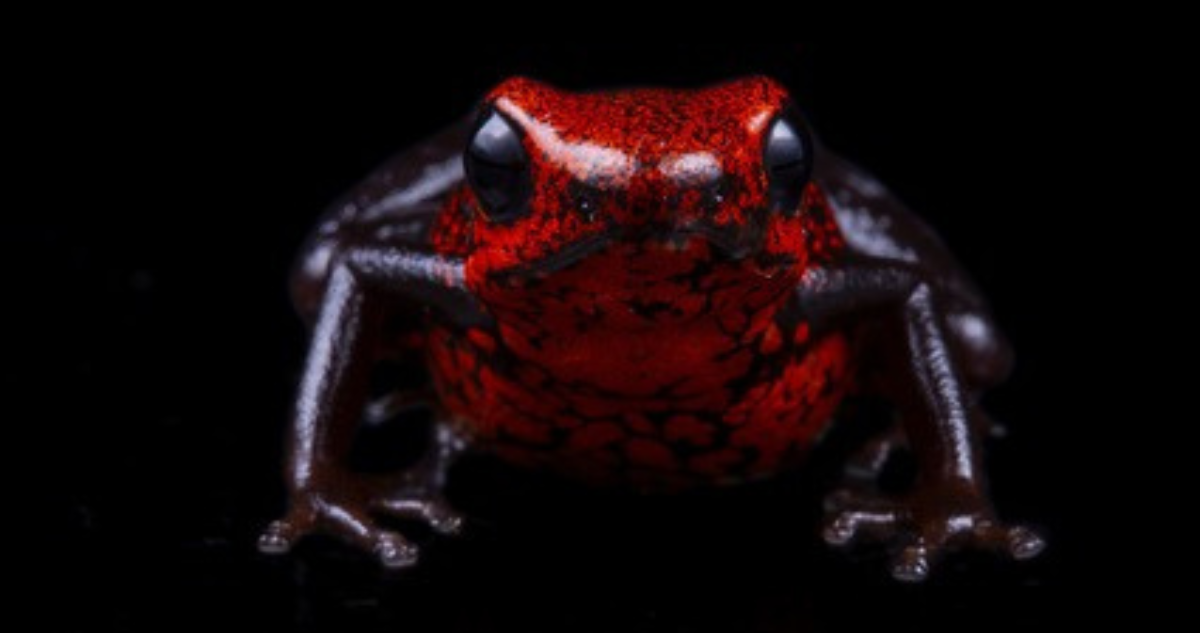 rana
