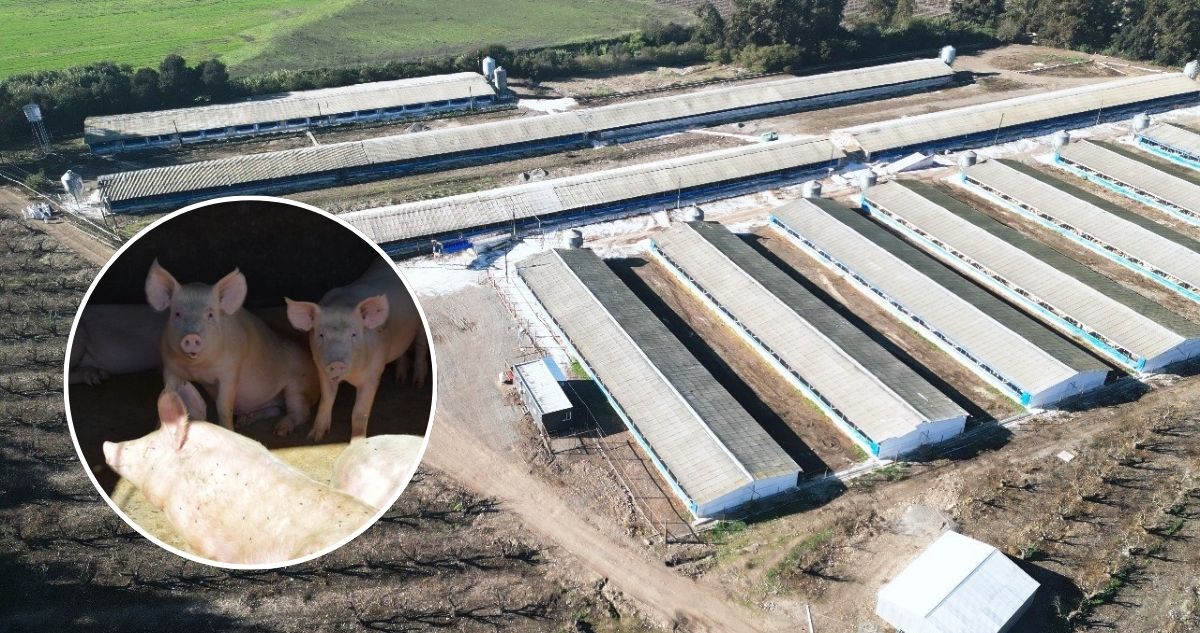 Rechazan demanda por daño ambiental contra 2 planteles de crianza y engorda de animales en la RM