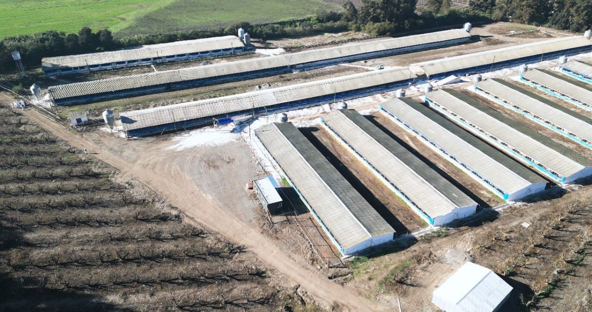 Rechazan demanda por daño ambiental contra 2 planteles de crianza y engorda de animales en la RM