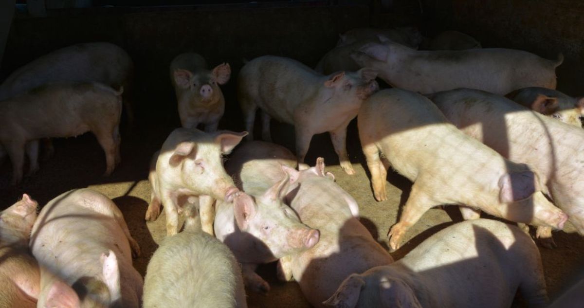 Rechazan demanda por daño ambiental contra 2 planteles de crianza y engorda de animales en la RM