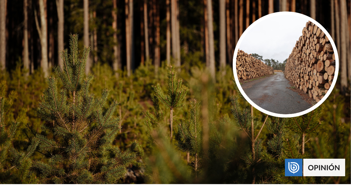 Carbono neutralidad sin el sector forestal: una paradoja que Chile debe corregir