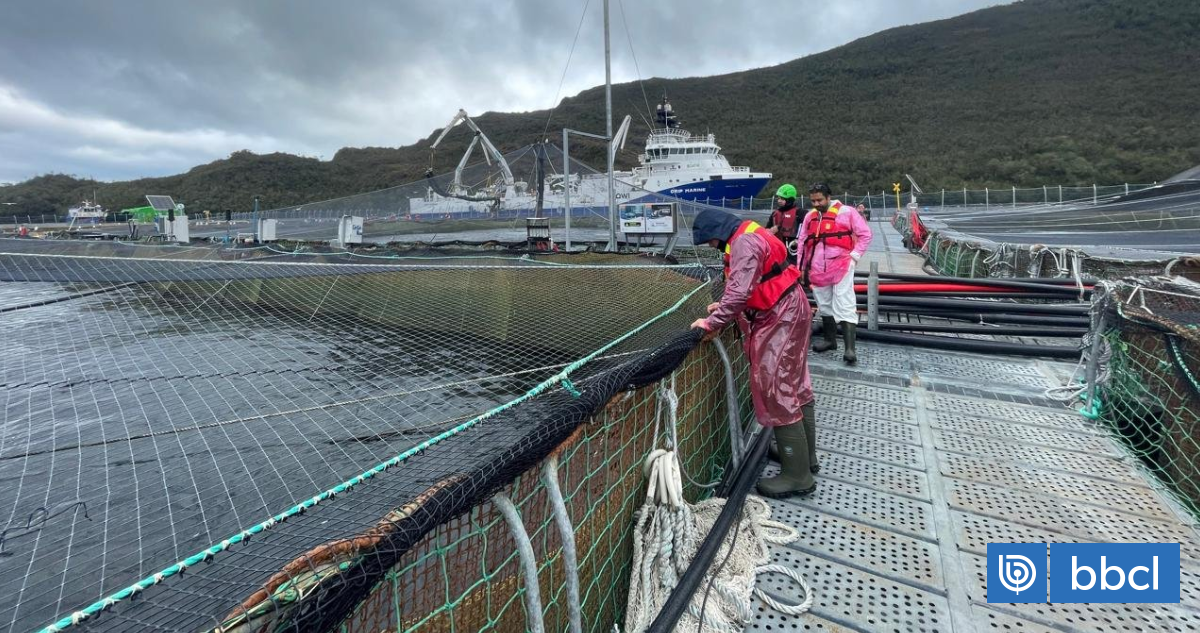 Sernapesca detecta segundo caso de anemia infecciosa del salmón en centro de cultivo en Aysén