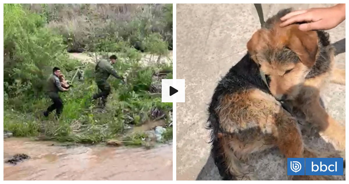 VIDEO | Rescatan a perro atrapado en el río Mapocho tras crecida por fuerte lluvia en Santiago