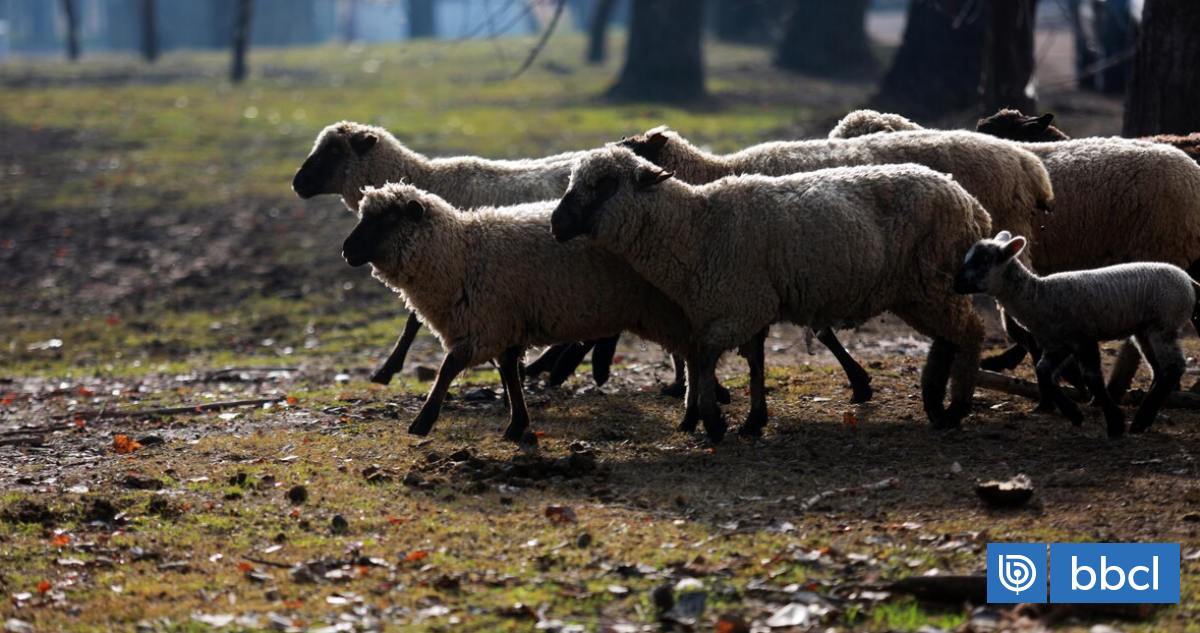 Pumas vuelven a preocupar en la precordillera del Bío Bío: agricultores en alerta por ataques a ovejas