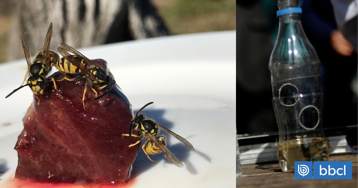 Matan abejas: la forma correcta de capturar avispas reina y obreras en primavera sin que te ataquen