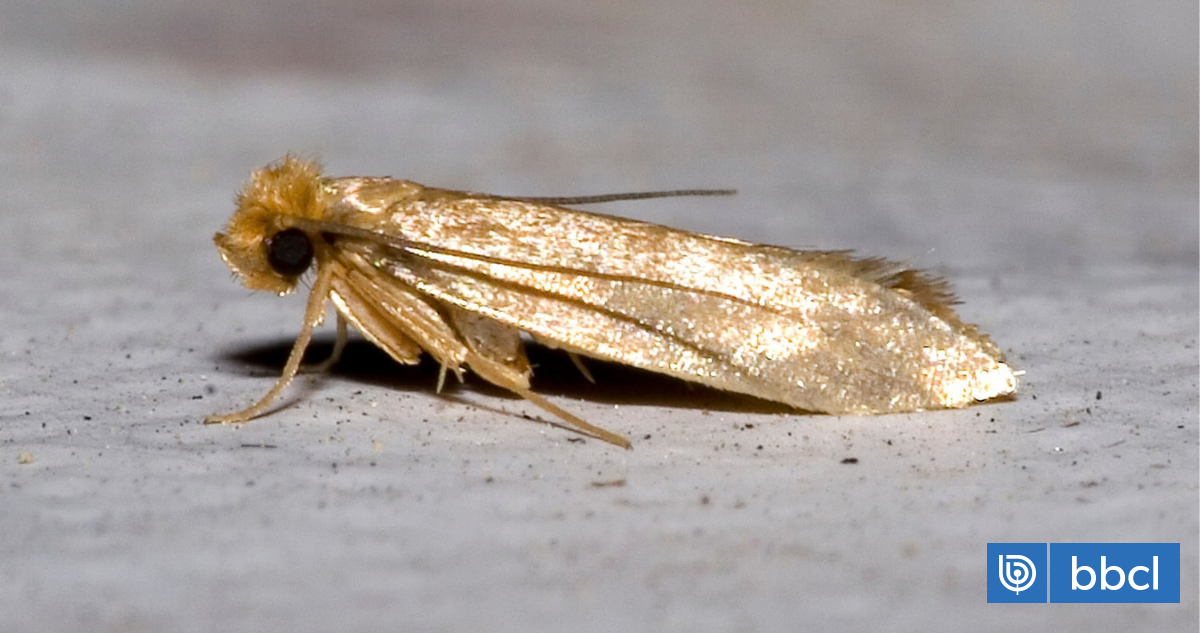 Estás matando al bicho equivocado: cómo identificar a las polillas que sí se comen tu ropa