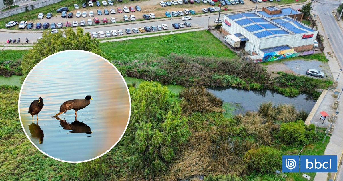 ¿Qué pasa cuando construyes sobre humedales? Controvertido proyecto fue aprobado en Concepción